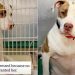 Shelter Dog Loses the Only Person She Ever Knew & Now Awaits a Second Chance