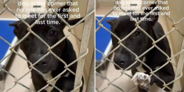Shelter Dog Never Got a Chance to Be Seen, but Waits Patiently for a Home