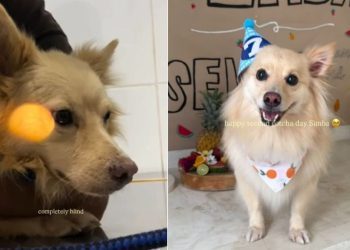 Stray Dog Once Left in a Parking Lot Gets Rescued, Not Knowing His Life’s About To Change