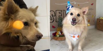Stray Dog Once Left in a Parking Lot Gets Rescued, Not Knowing His Life’s About To Change