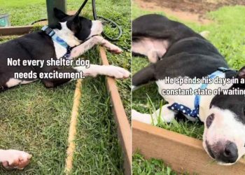 Shelter Dog’s Life Hasn’t Been Fair but a Break With Human Makes the Tough Days Easier