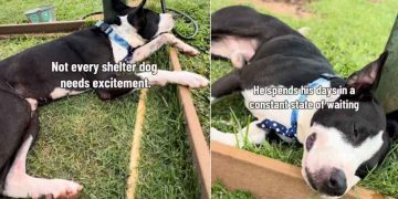 Shelter Dog’s Life Hasn’t Been Fair but a Break With Human Makes the Tough Days Easier