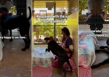 Shelter Dog Has No Idea the Family Who Saw Her Video Is There To Take Her Home for ‘Trial Adoption’