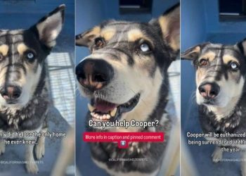 Shelter Dog Surrendered for Being ‘Too Vocal’ Faces a Race Against Time