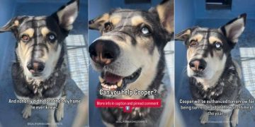 Shelter Dog Surrendered for Being ‘Too Vocal’ Faces a Race Against Time