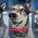 Shelter Dog Surrendered for Being ‘Too Vocal’ Faces a Race Against Time