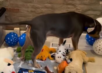 Adopted Dog Marks First Birthday Away From ‘Abusive Household’ & Shelter