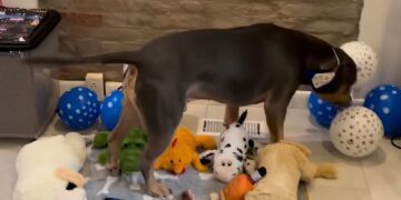 Adopted Dog Marks First Birthday Away From ‘Abusive Household’ & Shelter