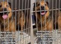 Human Notices Senior Shelter Dog Who Lost Everything, Learns the Heartbreaking Reason