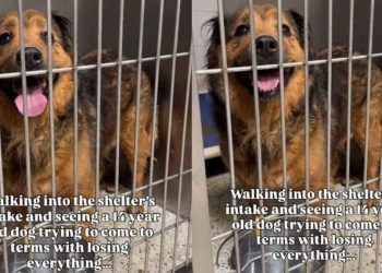 Human Notices Senior Shelter Dog Who Lost Everything, Learns the Heartbreaking Reason