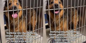 Human Notices Senior Shelter Dog Who Lost Everything, Learns the Heartbreaking Reason