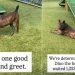 Shelter Dog Waiting for Over 1000 Days Still Faces an Uncertain Future