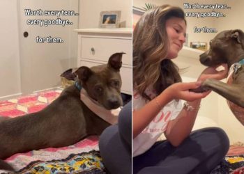 Shelter Dog Once Stuck Behind Kennel Bars Now Has the Dream Life & a Happy Ending