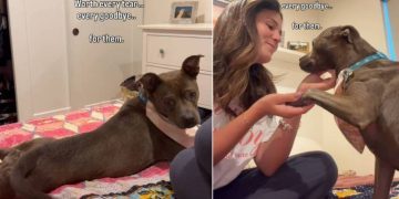 Shelter Dog Once Stuck Behind Kennel Bars Now Has the Dream Life & a Happy Ending