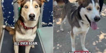 Shelter Dog’s Worst Fear Becomes a Reality After He Is Surrendered