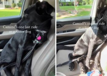 Human Takes Foster Dog on One Last Ride Together & It Turns Into the Hardest Goodbye