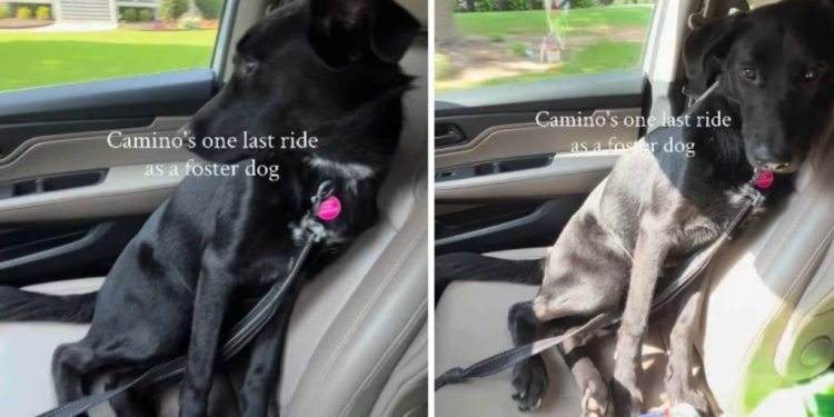 Human Takes Foster Dog on One Last Ride Together & It Turns Into the Hardest Goodbye