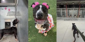 Shelter Dog’s Final Day Becomes a Heartbreaking Hope for One Last Chance