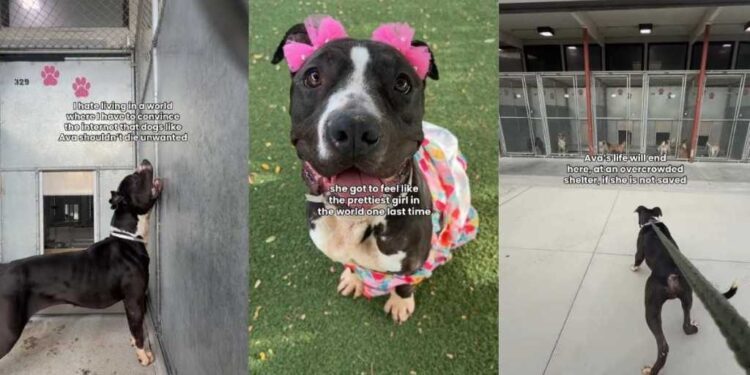 Shelter Dog’s Final Day Becomes a Heartbreaking Hope for One Last Chance