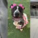 Shelter Dog’s Final Day Becomes a Heartbreaking Hope for One Last Chance