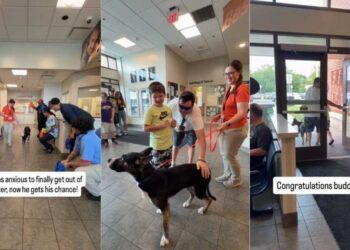 Shelter Dog Lived Anxiously Until a Loving Family Welcomed Him With Open Arms