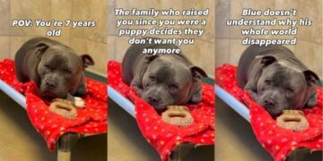 Shelter Dog’s World Felt Apart When His Family Didn’t Want Him & He Doesn’t Understand Why