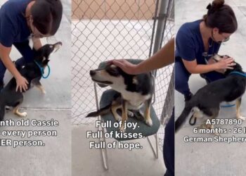 Shelter Dog Is Just a Baby Who Thinks Every Human Is Her Person, Ready To Give Her Heart