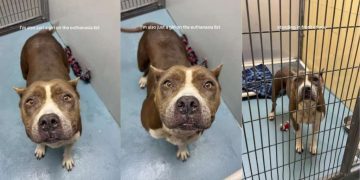 Surrendered Shelter Dog Risks Losing Out on Being Someone’s ‘Greatest Companion’