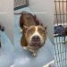 Surrendered Shelter Dog Risks Losing Out on Being Someone’s ‘Greatest Companion’