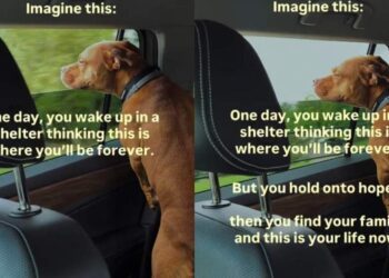 Shelter Dog Wakes up Thinking That Kennel Is Her Life Now, Until Humans Change Her Life