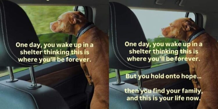Shelter Dog Wakes up Thinking That Kennel Is Her Life Now, Until Humans Change Her Life