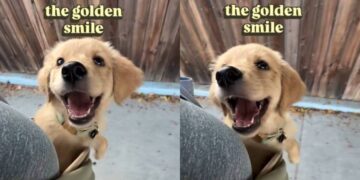 Golden Retriever Puppy Lets Out the Most Golden Retriever Smile You’ll Ever See