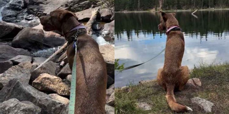 Shelter Dog Woke up in a Kennel, Unaware Human Would Change It All in the Blink of an Eye