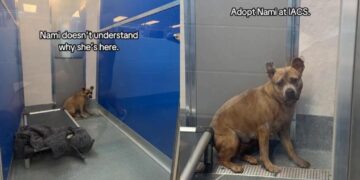 Human Finds Shelter Dog Trembling, Cooped up at the Back of Her Kennel