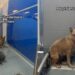 Human Finds Shelter Dog Trembling, Cooped up at the Back of Her Kennel