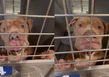 Heartbroken Shelter Dog’s Whimpers Are a Desperate ‘Plea to Be Chosen’