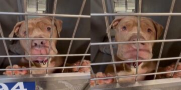 Heartbroken Shelter Dog’s Whimpers Are a Desperate ‘Plea to Be Chosen’