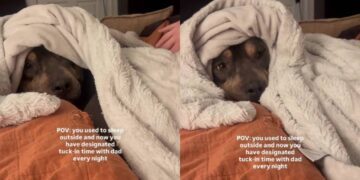 Rescue Dog Who Once Slept Outside Leaves Cold Nights Behind When Human Warmly Tucks Him In