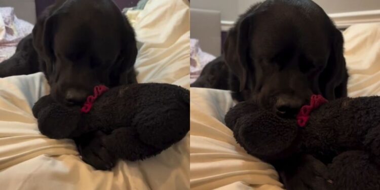 Dog’s Bond With Her ‘Baby’ Is So Special, Human Knows Nothing Can Break It