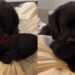 Dog’s Bond With Her ‘Baby’ Is So Special, Human Knows Nothing Can Break It