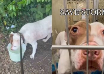 Surrendered Dog Nears 500 Days in Shelter Without Getting a Second Chance