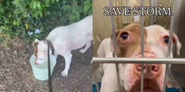 Surrendered Dog Nears 500 Days in Shelter Without Getting a Second Chance