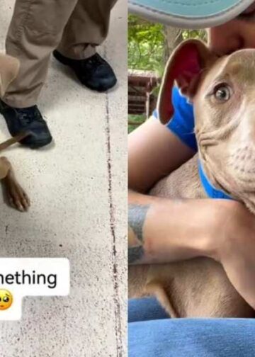 Shelter Dog Returned Thrice for Having ‘Too Much Energy’ Wonders if It’s His Fault