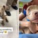 Shelter Dog Returned Thrice for Having ‘Too Much Energy’ Wonders if It’s His Fault