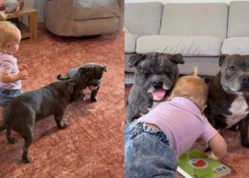 Dog Can’t Get Enough of His New Twin Toy & Wants Little Girl To Join the Fun