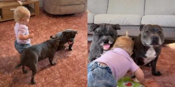 Dog Can’t Get Enough of His New Twin Toy & Wants Little Girl To Join the Fun