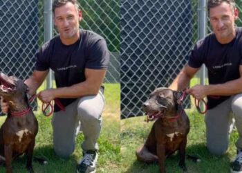 Shelter Dog Has Odds Stacked Against Her, but Waits for Someone to Look Past Them
