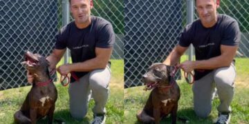 Shelter Dog Has Odds Stacked Against Her, but Waits for Someone to Look Past Them