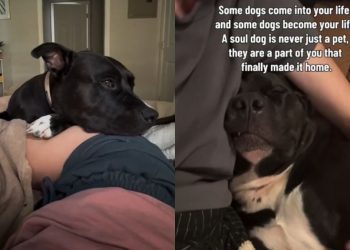 Human Brings Rescue Dog Into Her Home, Unaware That He’d Slowly Become Her Whole Life