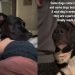 Human Brings Rescue Dog Into Her Home, Unaware That He’d Slowly Become Her Whole Life